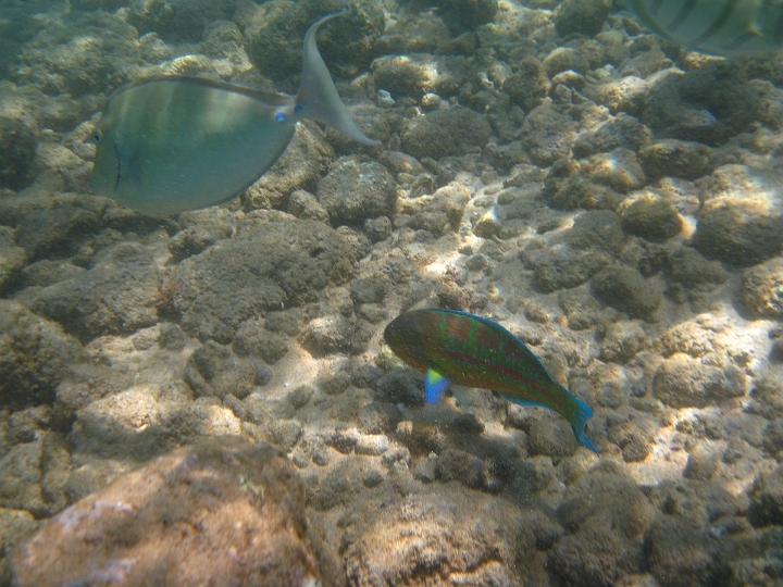 26 Swimming in Po'ipu Beach.jpg